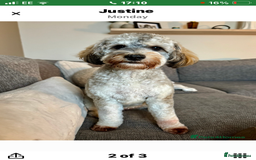 Cockapoo dogs for sale: Taking Genuine Enquired Phantom Female Cockapoo - Image 8