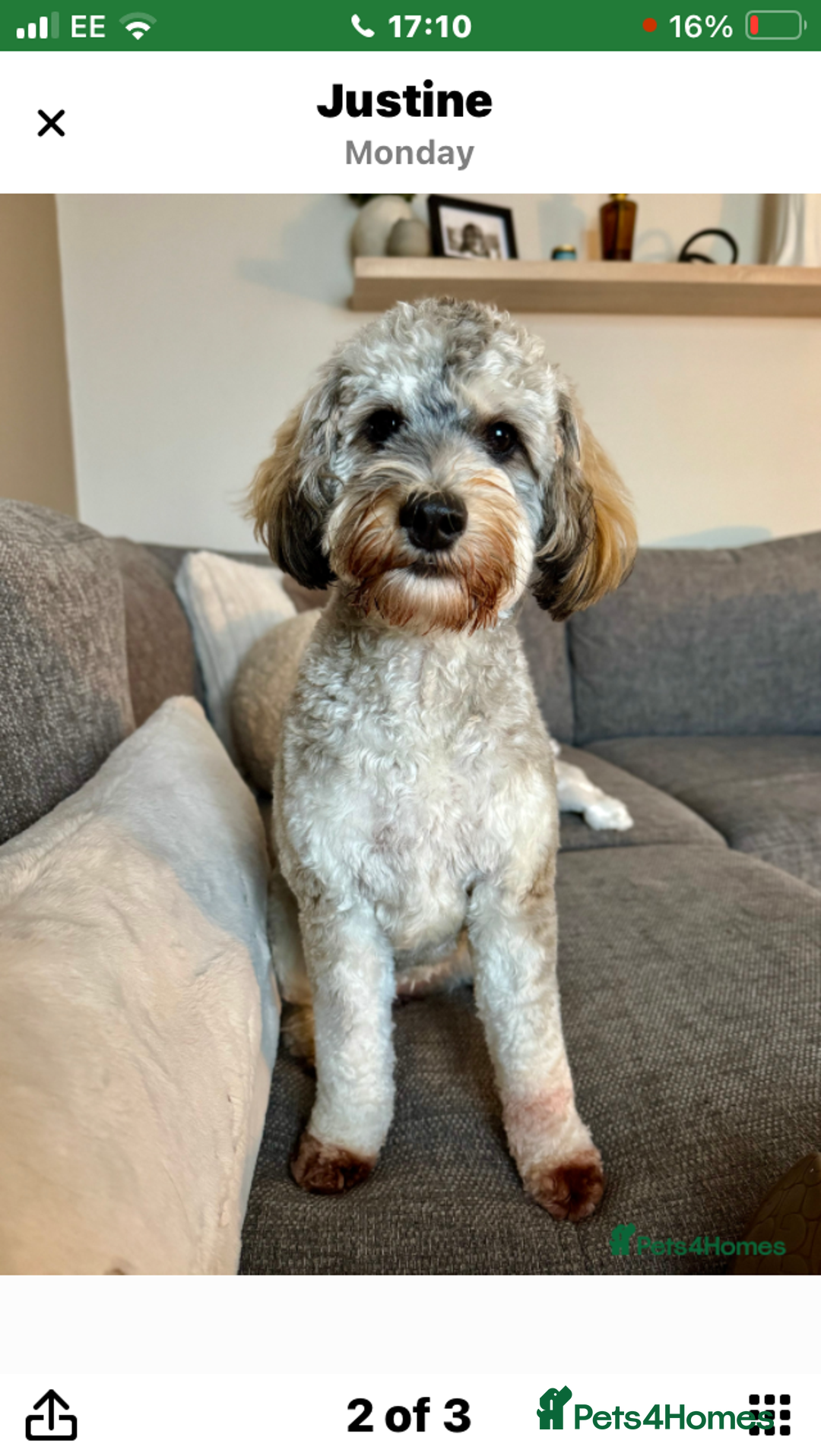 Cockapoo dogs for sale: Taking Genuine Enquired Phantom Female Cockapoo - Image 8