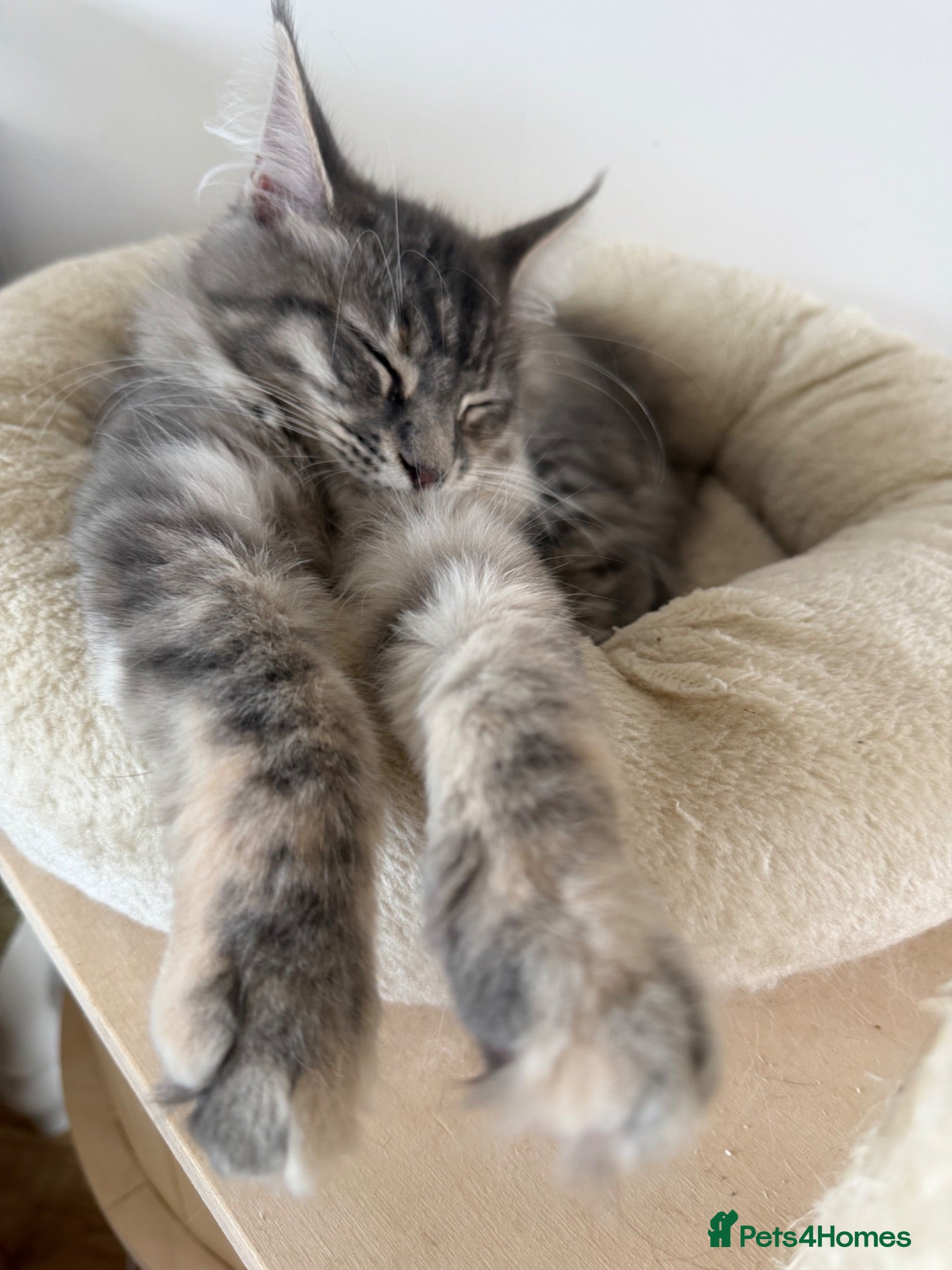 Maine Coon cats Last TICA registered girl Maine Coon - Advert 1