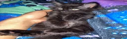 British Longhair cats for sale: British long hair + Turkish angora - Advert 3