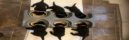 Labrador Retriever dogs for sale: Litter of 10 Beautiful black Puppies - Advert 9