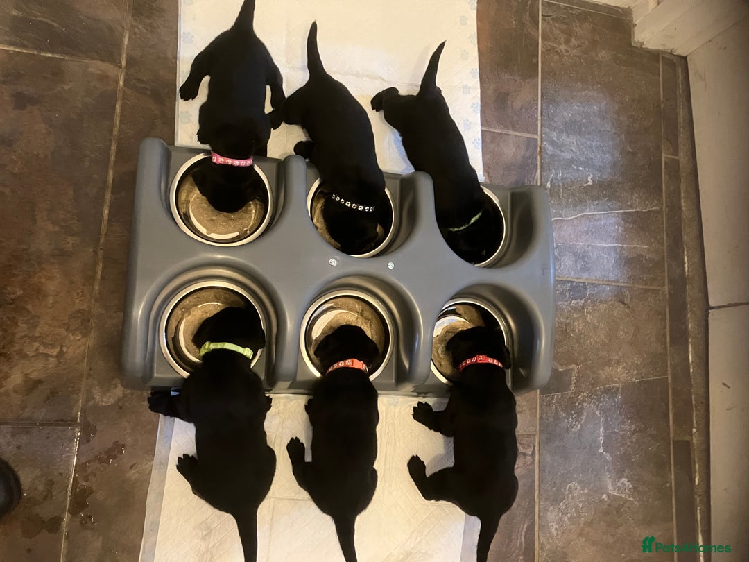 Labrador Retriever dogs for sale: Litter of 10 Beautiful black Puppies - Advert 9