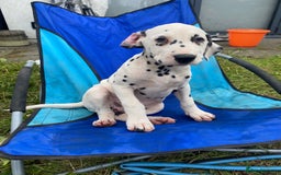 Dalmatian dogs for sale: Dalmatian Puppies (pure bred) - Image 24