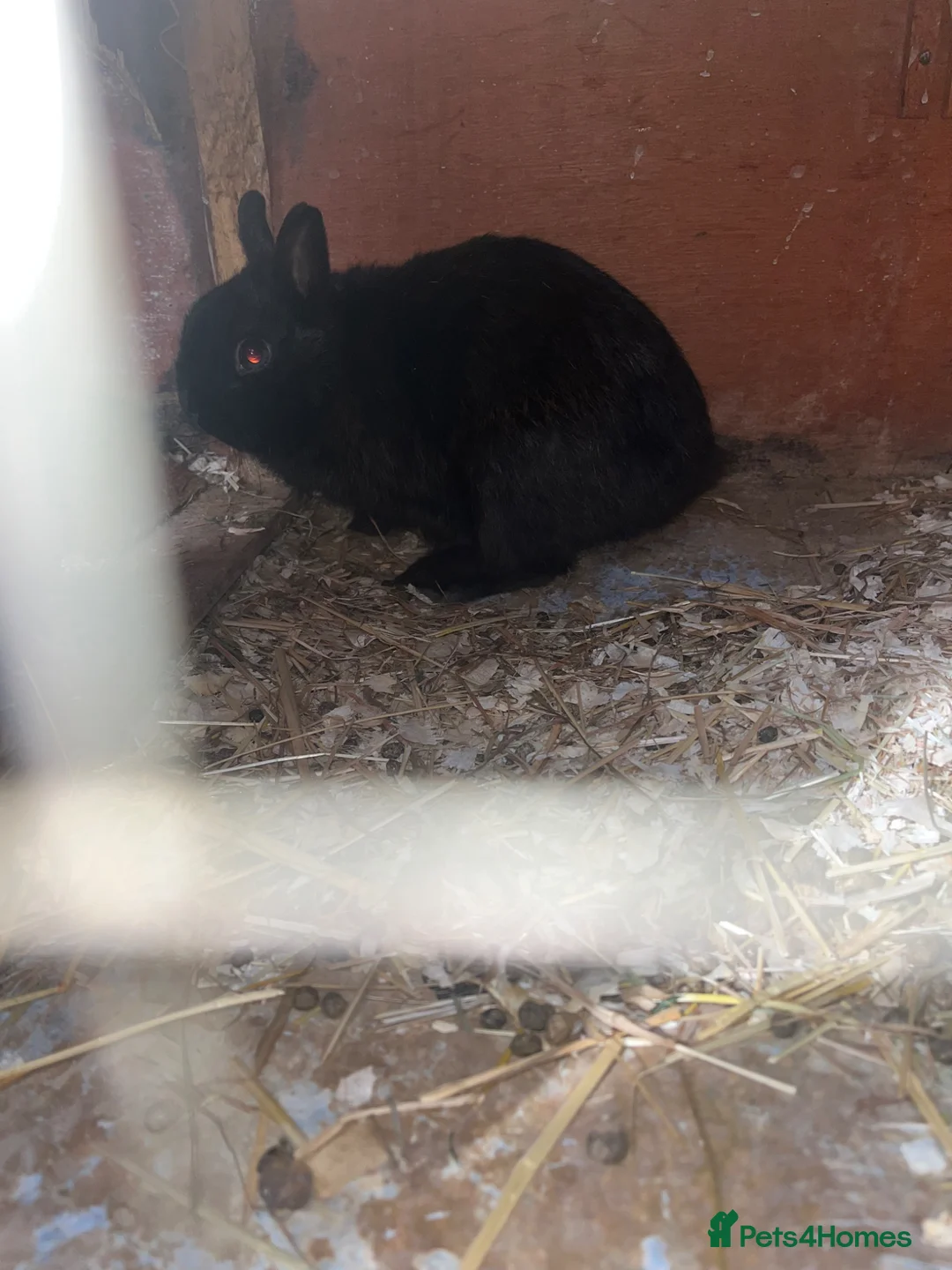 French Lop rabbits for sale: Rabbits  - Advert 2