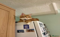 Maine Coon cats for sale: Stunning Maine coon  - Advert 7