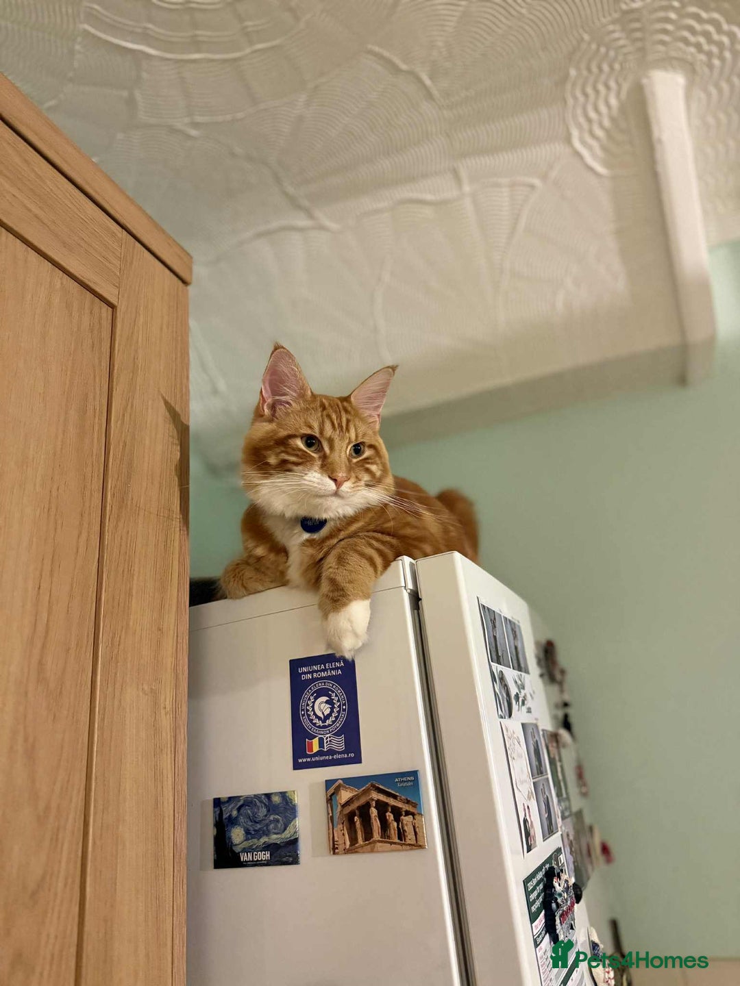 Maine Coon cats for sale: Stunning Maine coon  - Advert 7