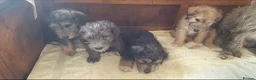 Bedlington Terrier dogs for sale: Beautiful bedlington cross puppies  - Advert 4