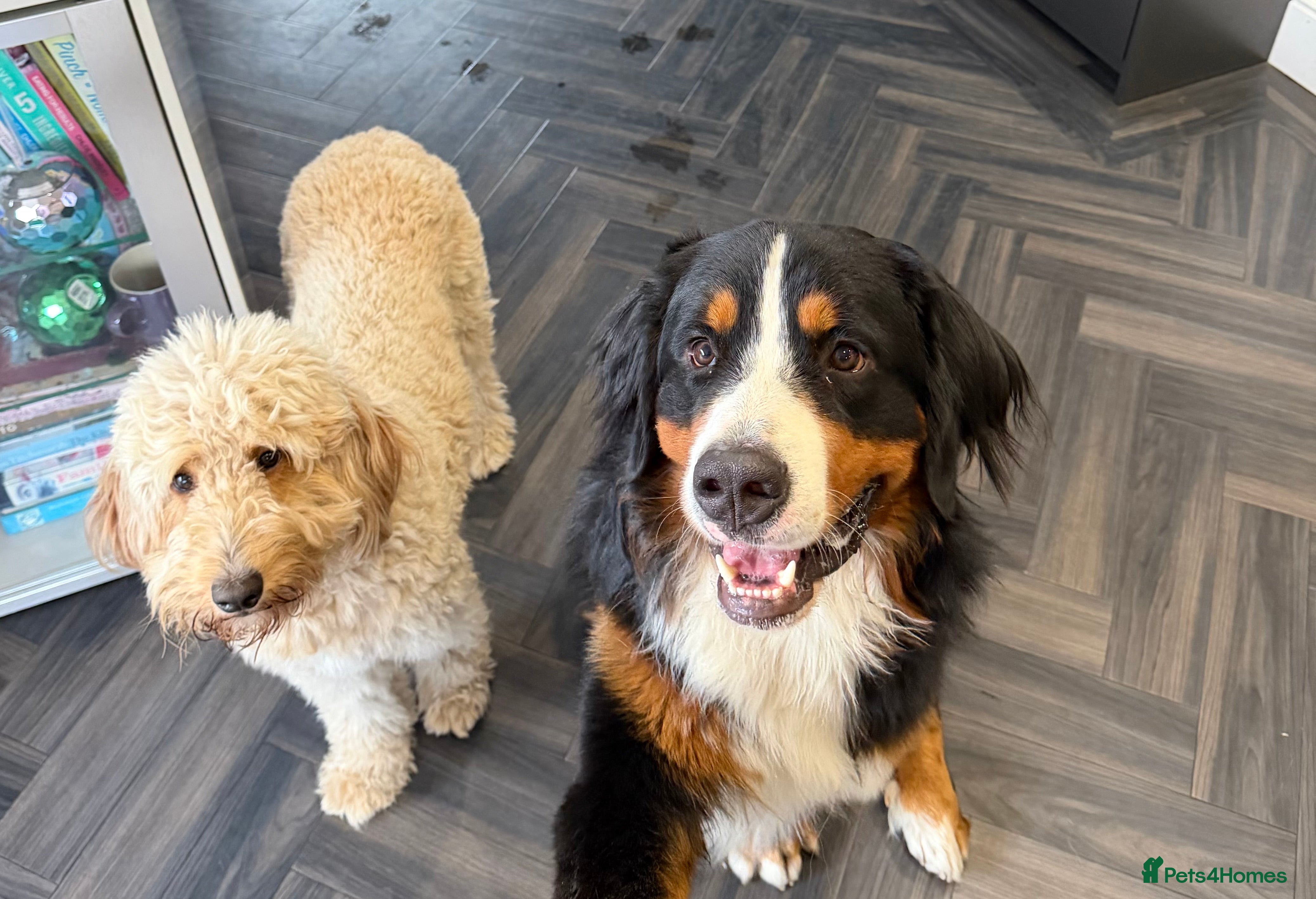 Bernedoodle dogs 7 beautiful Ultradoodle Pups - Advert 2