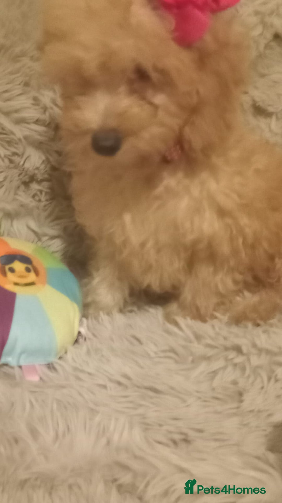 Miniature Poodle dogs for sale: Apricot miniature poodles - Advert 10