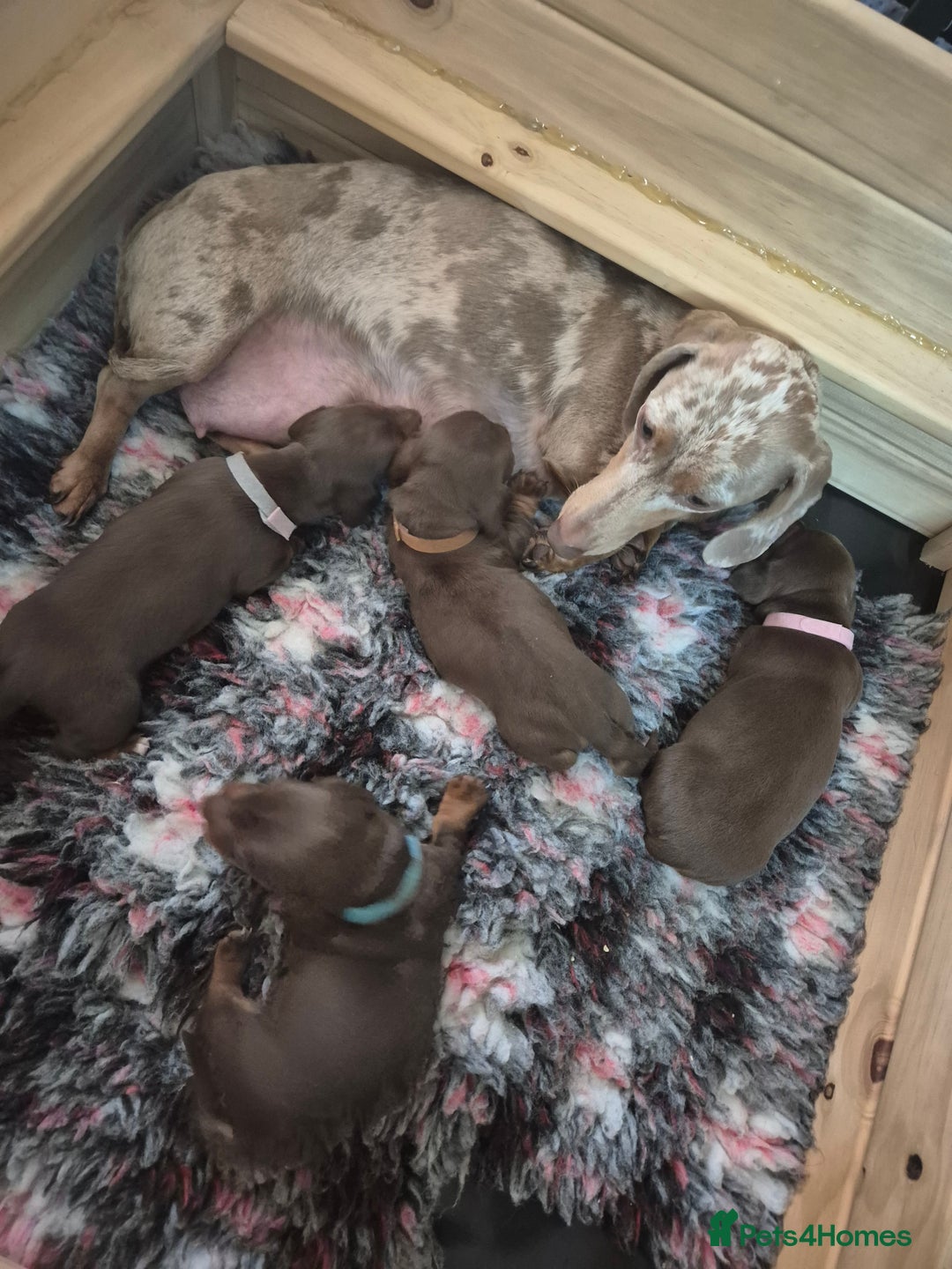 Miniature Dachshund dogs for sale: Minature smooth haired Dachshunds - Image 1
