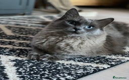 Ragdoll cats for sale: Ragdoll adult  Tica  - Image 5