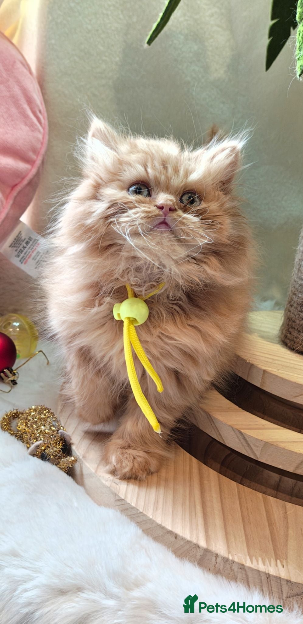 British Longhair cats Fawn/cinnamon/red/blue golden  - Advert 8