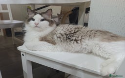 Ragdoll cats for sale: GCCF active registered female, championship bl  in Leyland - Image 6
