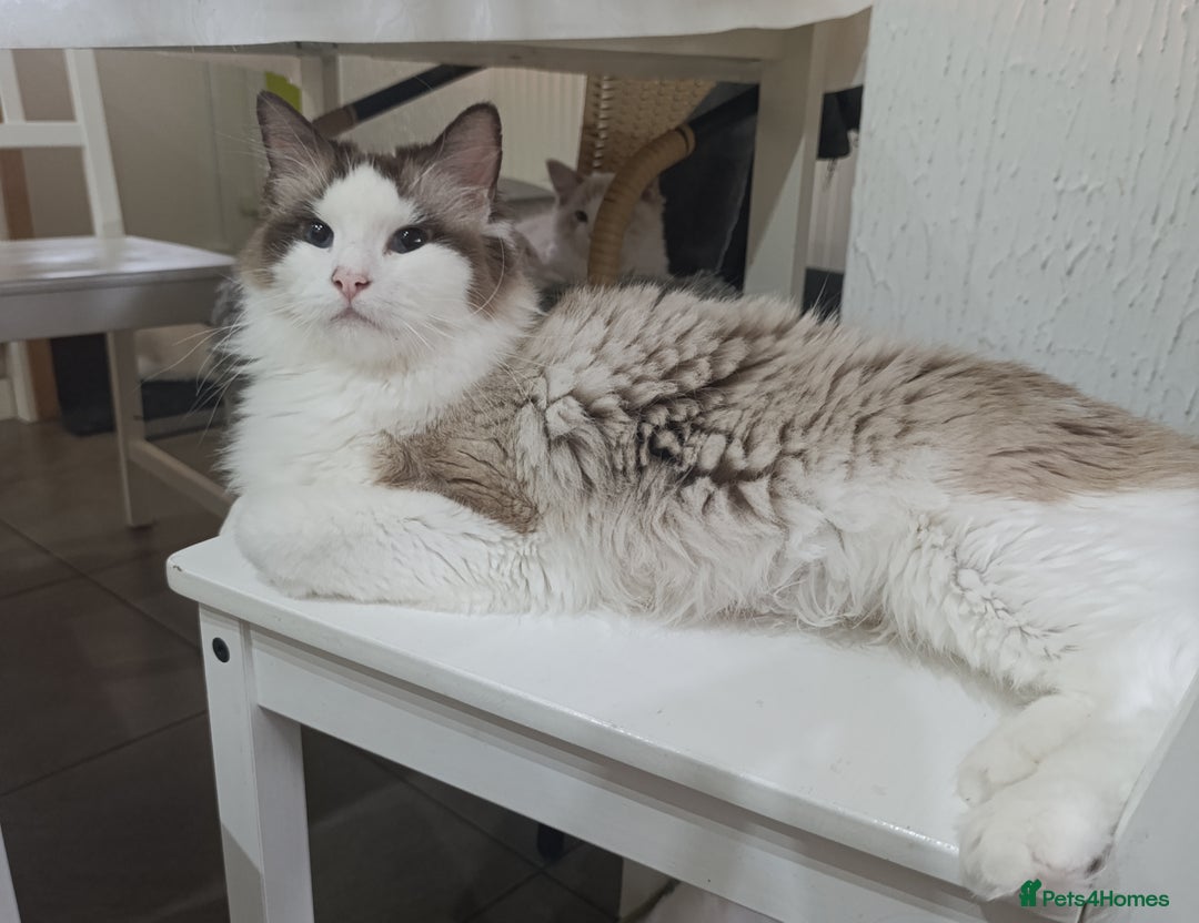 Ragdoll cats for sale: GCCF active registered female, championship bl  in Leyland - Image 6