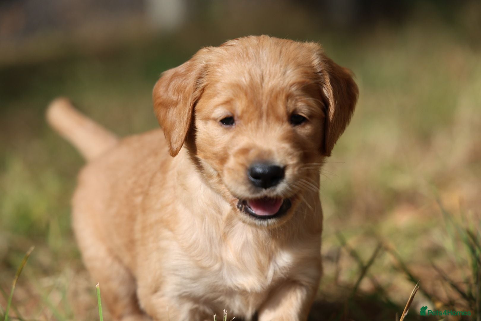 Golden Retriever dogs Dark Red KC Registered Working Golden Retrievers - Advert 8