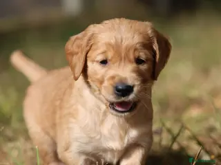 Golden Retriever dogs Dark Red KC Registered Working Golden Retrievers - Advert 8