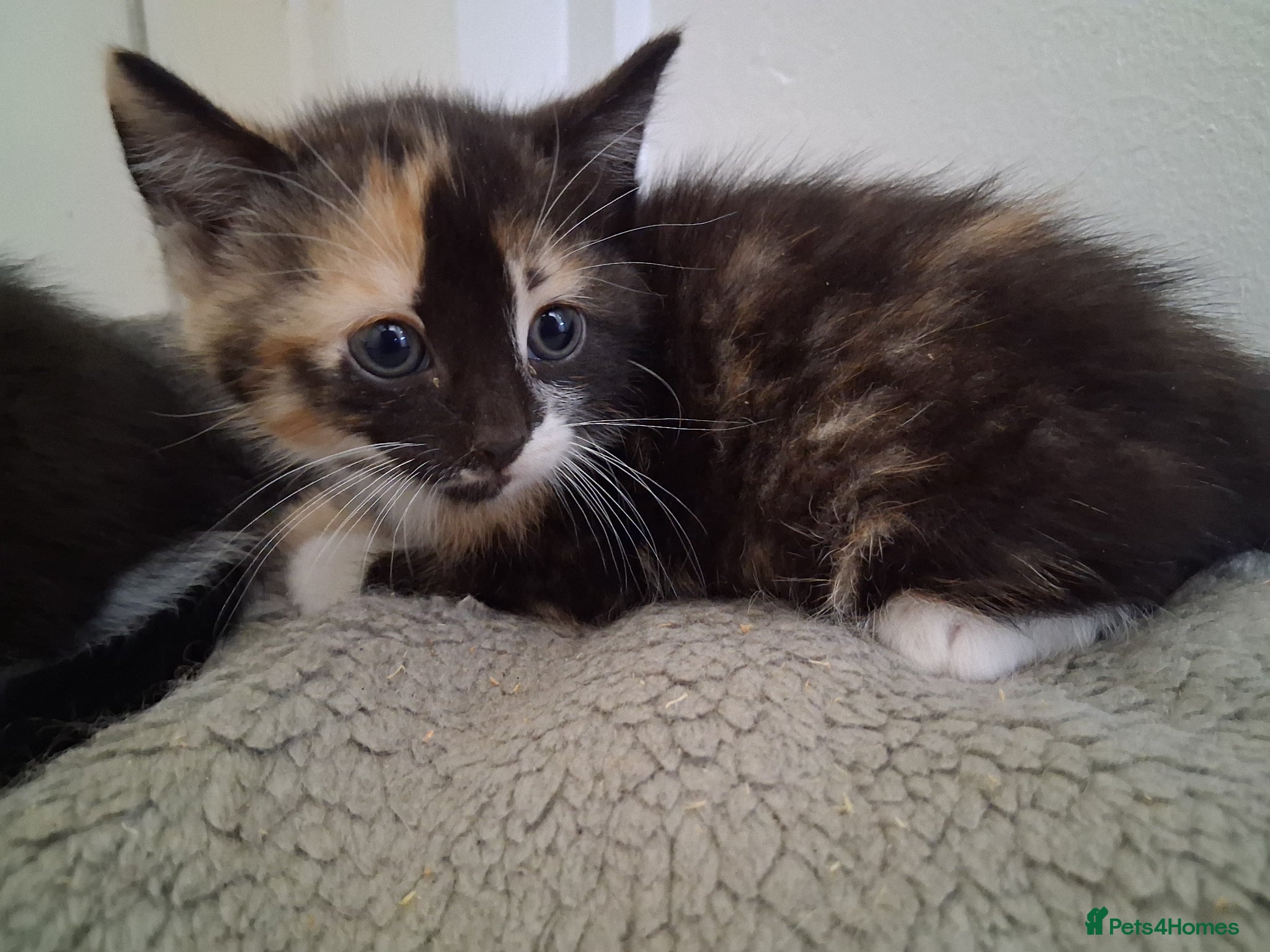 Domestic Shorthair cats for sale: 2 BEAUTIFUL KITTENS AND MUM AVAILABLE - Advert 5
