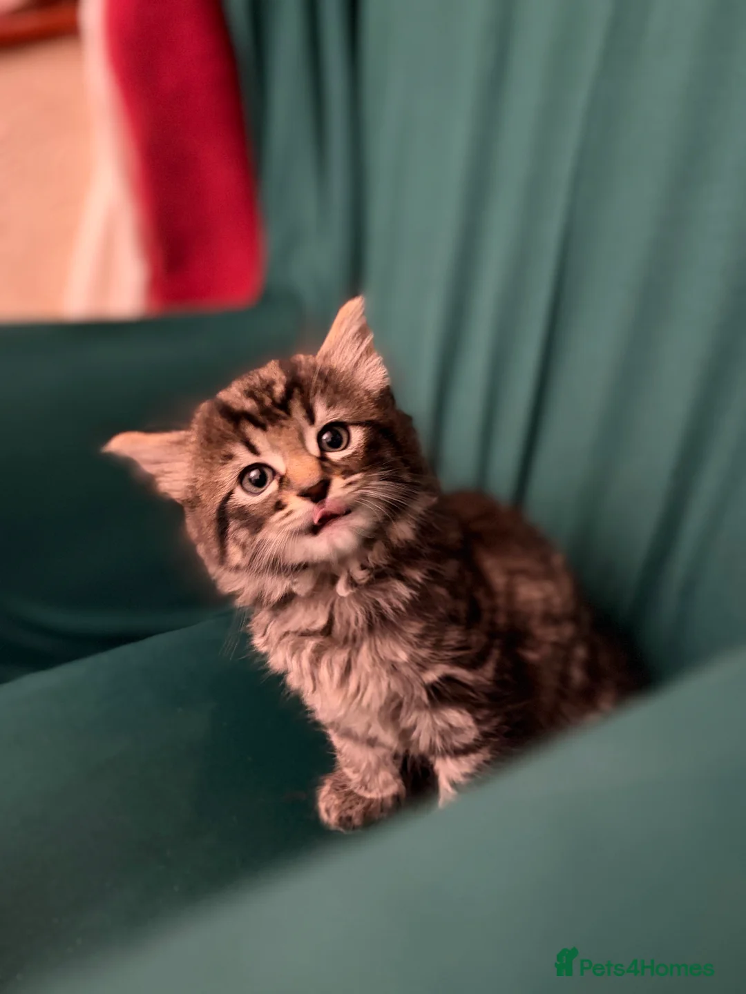 Mixed Breed cats for sale: Tabby kittens sale  - Advert 5