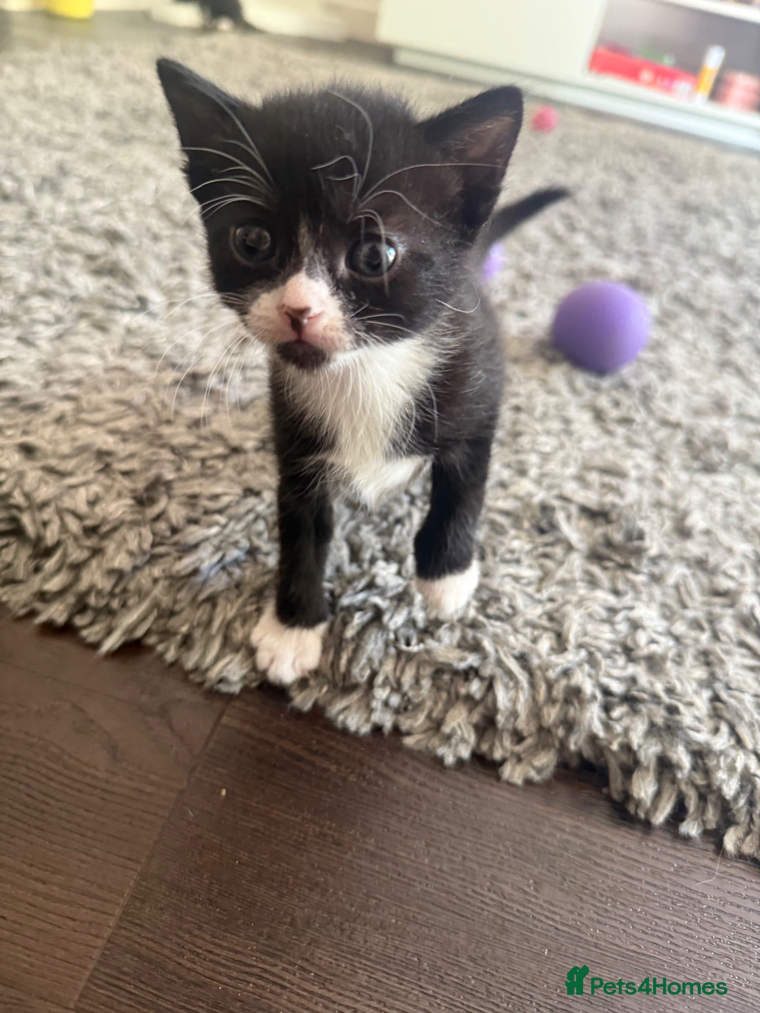 Mixed Breed cats White & Black Kittens - Advert 1