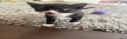 Mixed Breed cats for sale: White & Black Kittens - Advert 1