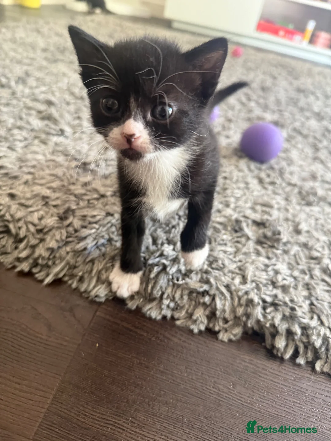 Mixed Breed cats for sale: White & Black Kittens - Advert 1