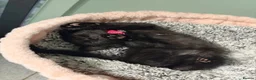 Mixed Breed cats for sale: Black kitten for sale  - Advert 12