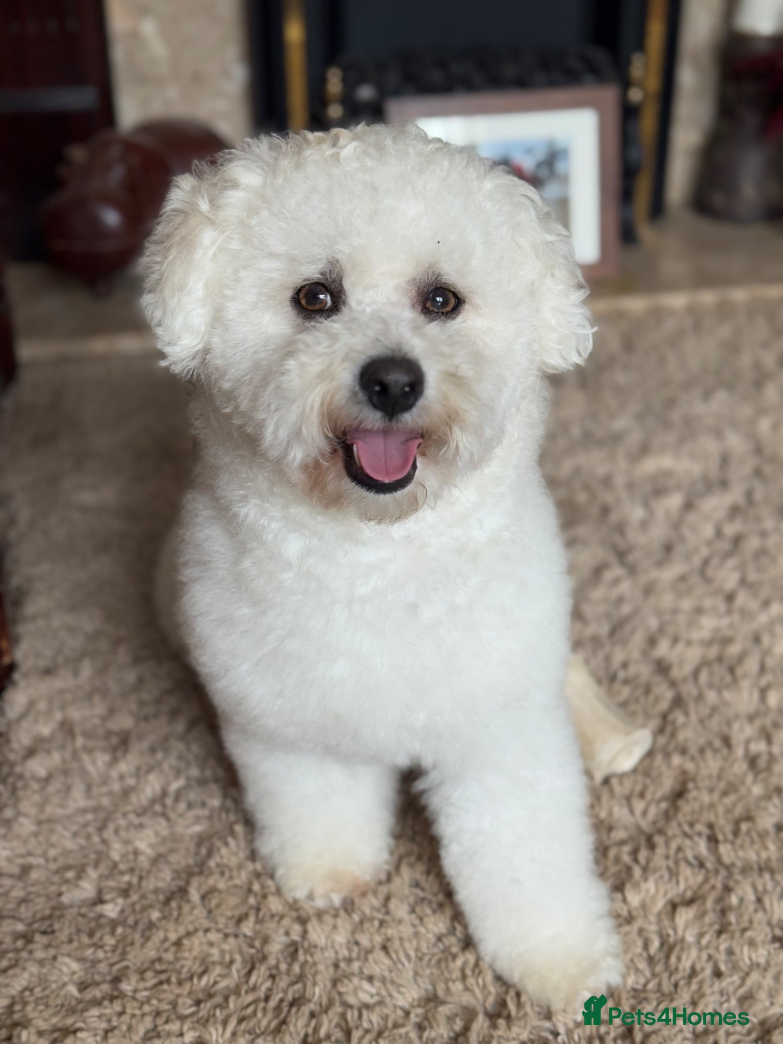 Cavachon dogs Beautiful Cavachon Puppies - Advert 16