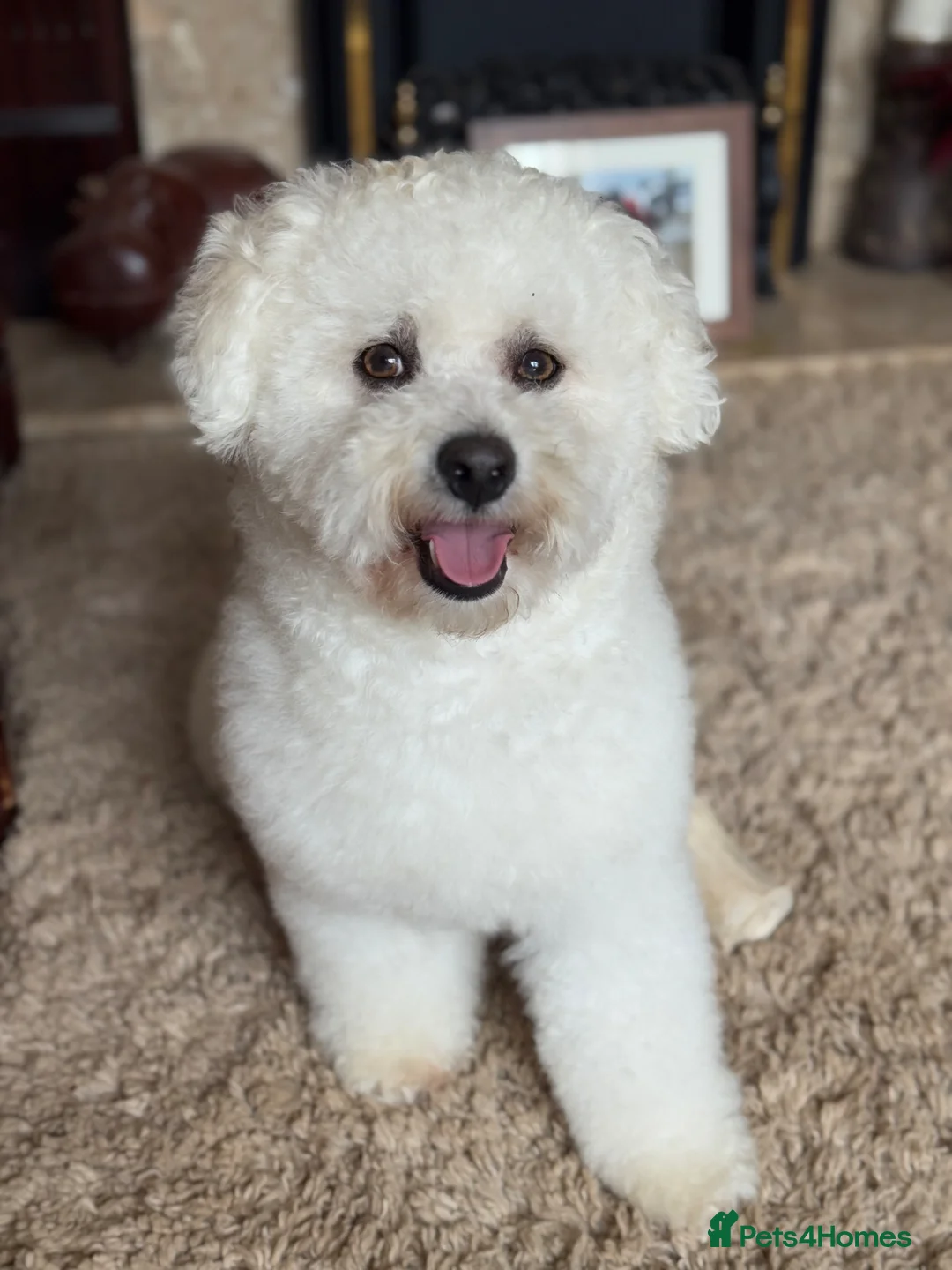 Cavachon dogs for sale: Beautiful Cavachon Puppies - Advert 2