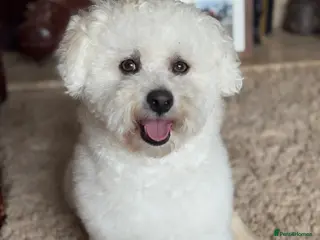 Cavachon dogs Beautiful Cavachon Puppies - Advert 16