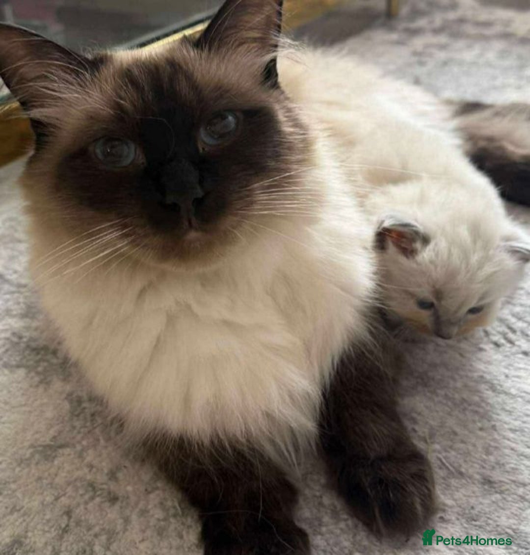 Ragdoll cats for sale: Female Ragdoll Kitten - Image 4