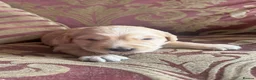 Golden Retriever dogs for sale: Beautiful Singleton Boy Ready to leave - Advert 13