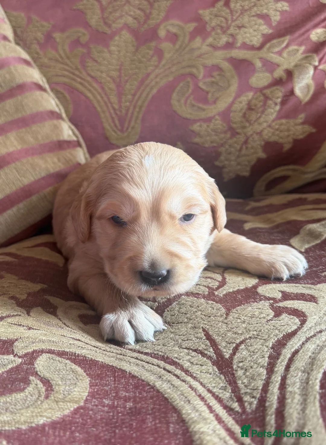 Golden Retriever dogs for sale: Beautiful Singleton Boy Ready to leave - Advert 13