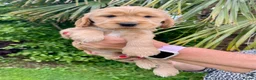 Cocker Spaniel dogs for sale: ***BEAUTIFUL KC REG SHOW COCKER SPANIEL PUPS*** in Liskeard - Advert 6