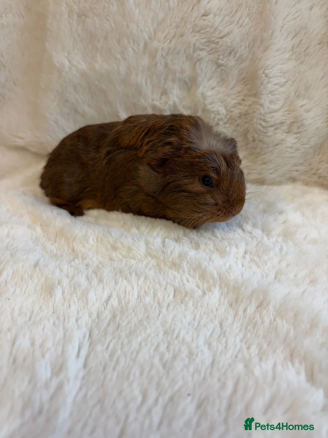 Guinea Pig rodents for sale: Funky and sheltie males  - Advert 8