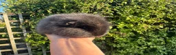 Guinea Pig rodents for sale: Beautiful pure bred Swiss guinea pig sows - Advert 4