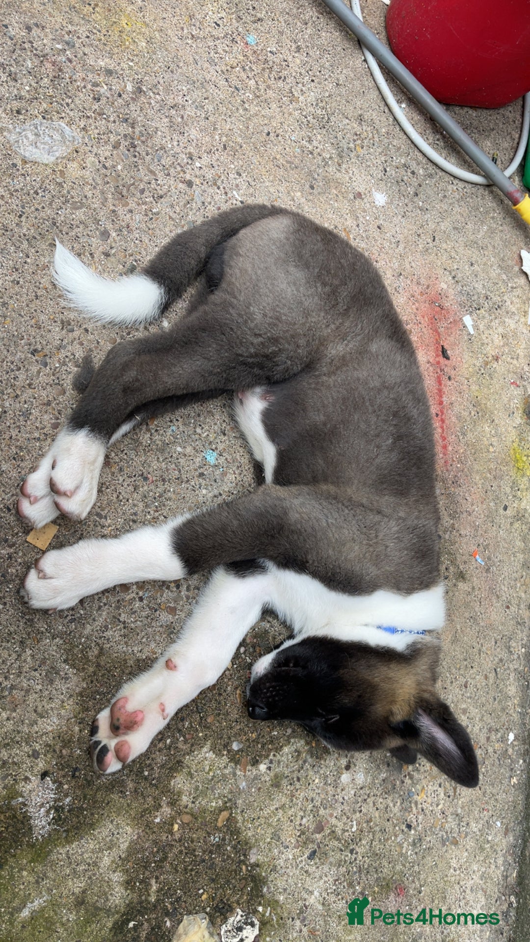 Japanese Akita Inu dogs for sale: Japanese Akita 12 weeks old £1250 - Image 4