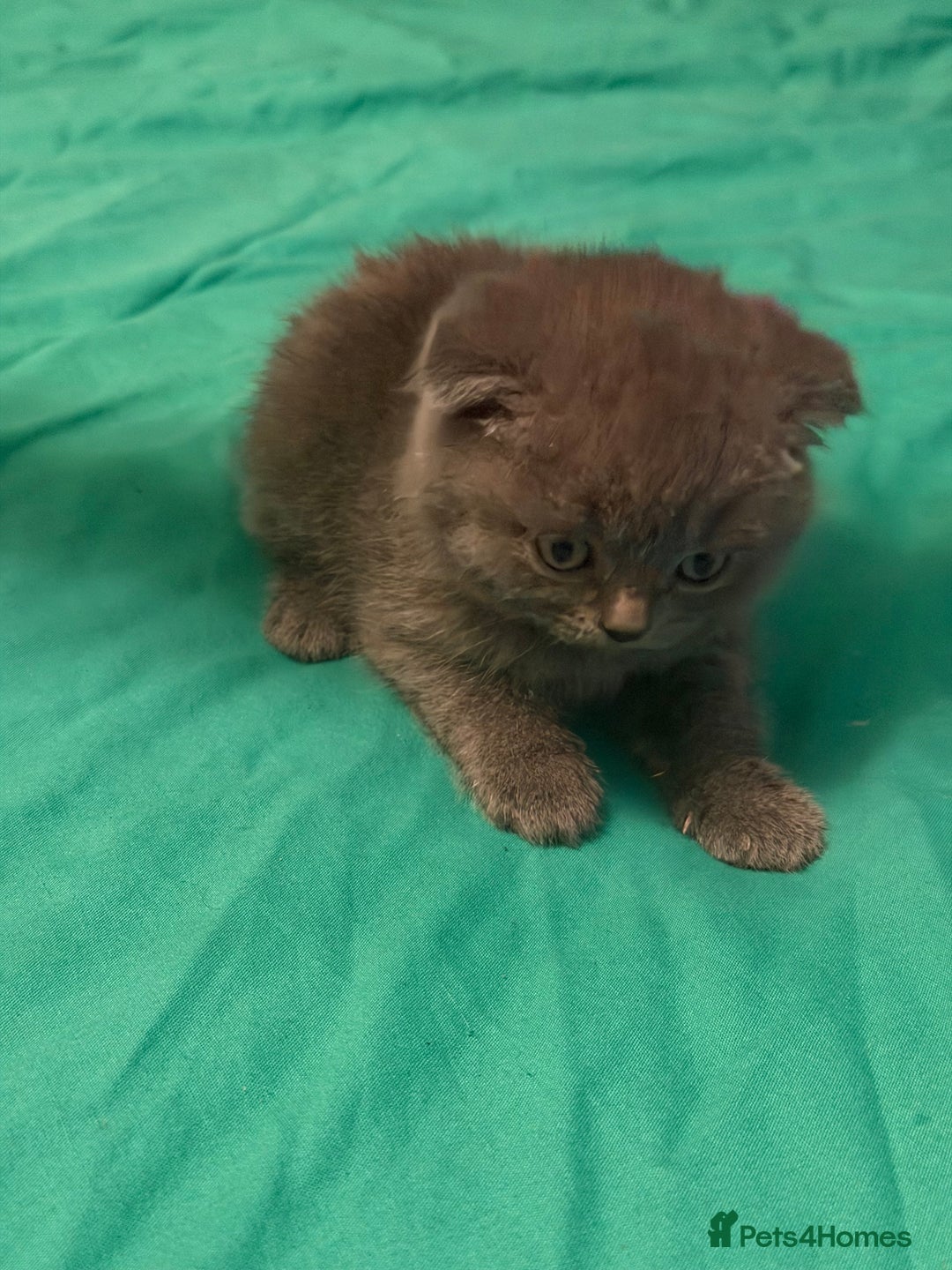 Scottish Fold cats for sale: Scottish fold kittens - Advert 18