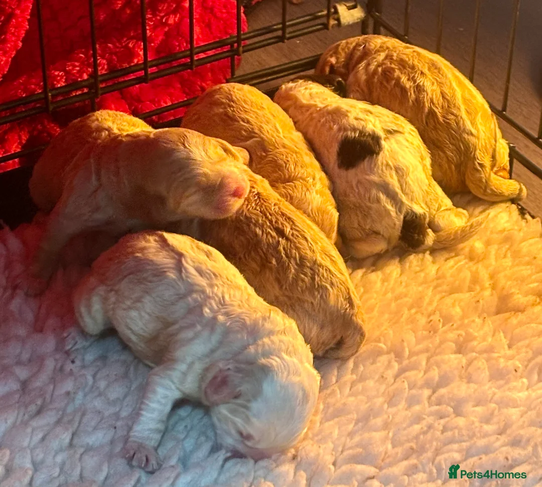 Cockapoo dogs for sale: Cockerpoo puppies  - Advert 31