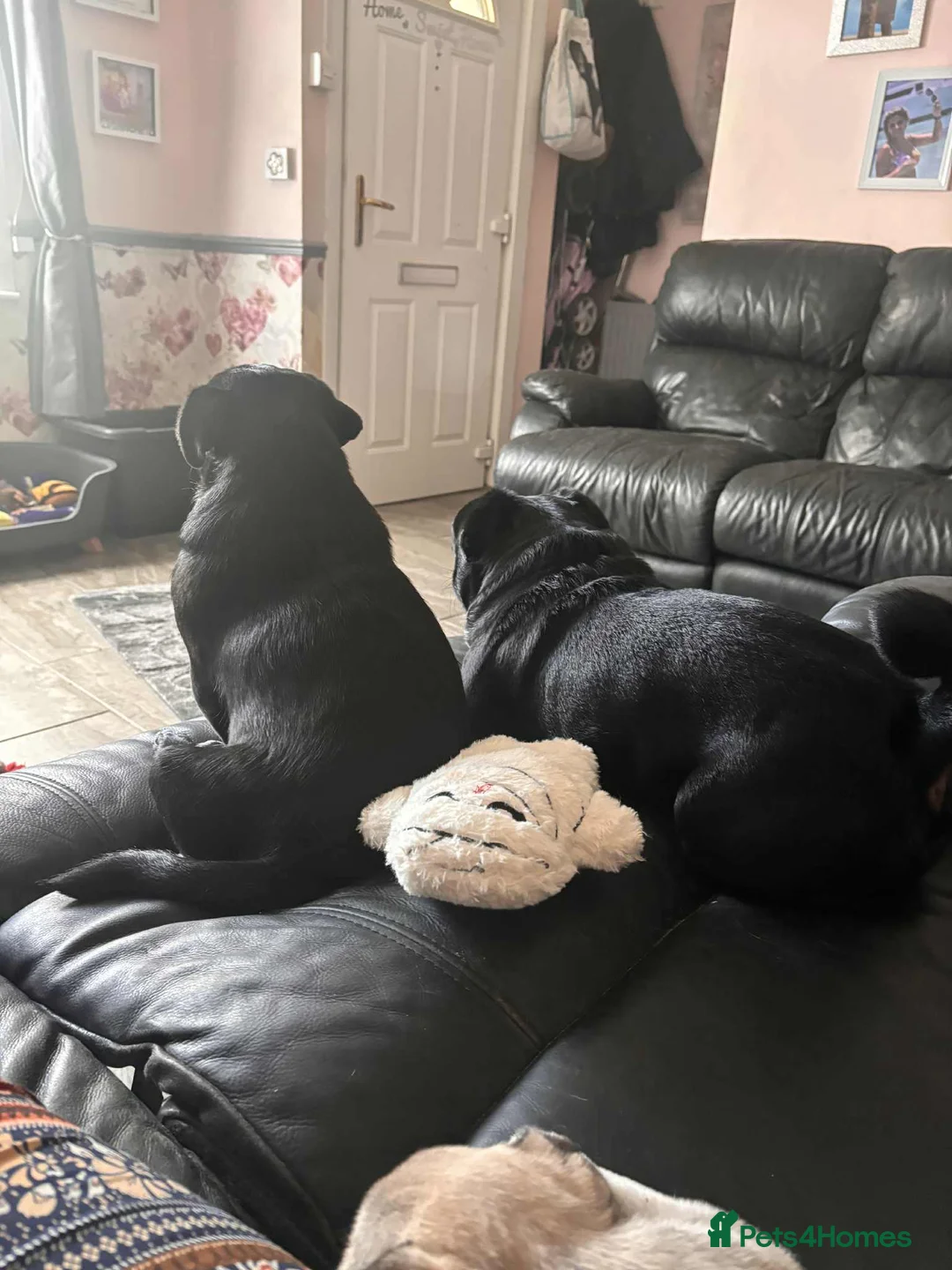 Pug dogs for sale: KC registered black pug puppies - Advert 5
