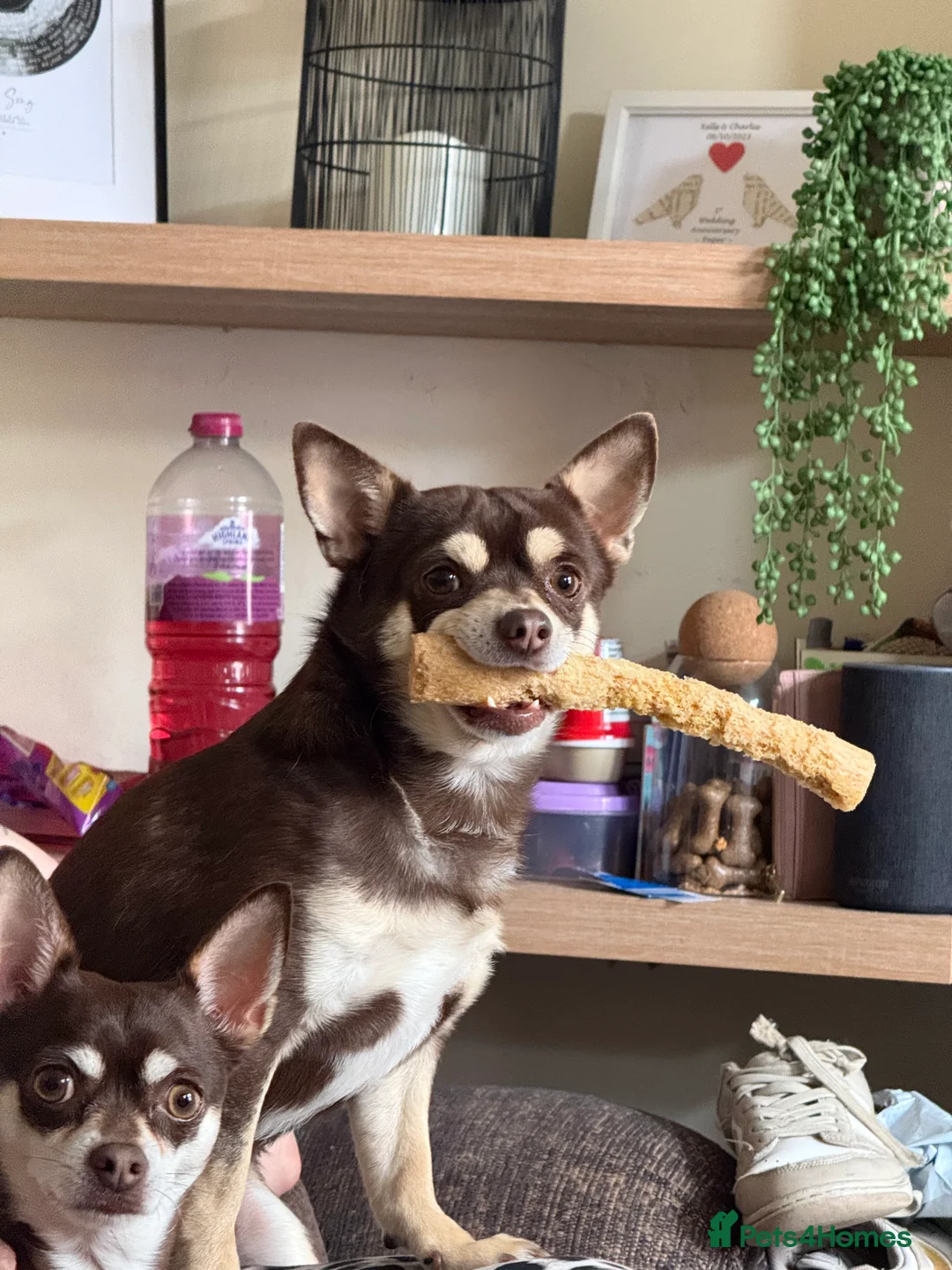 Chihuahua dogs for stud: Reggie the chocolate chi for stud in Ipswich - Advert 23