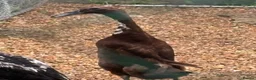Ducks poultry for sale: X2 female Indian runners  - Advert 1