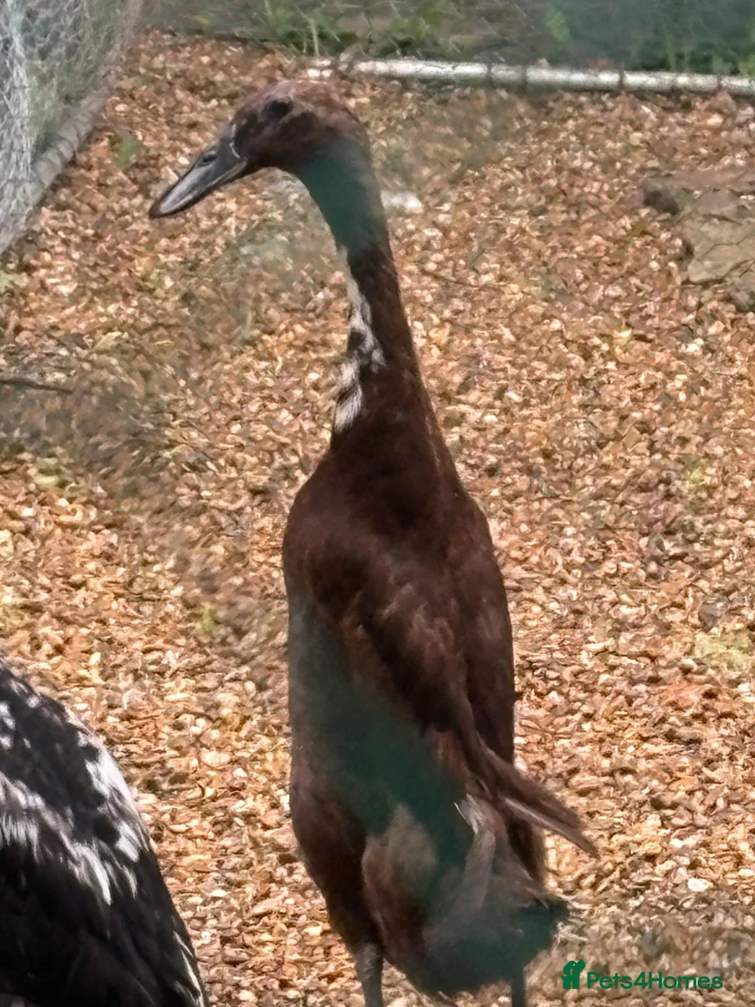 Ducks poultry for sale: X2 female Indian runners  - Advert 1