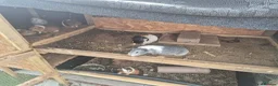 Guinea Pig rodents for sale: Guinea pig - Advert 1