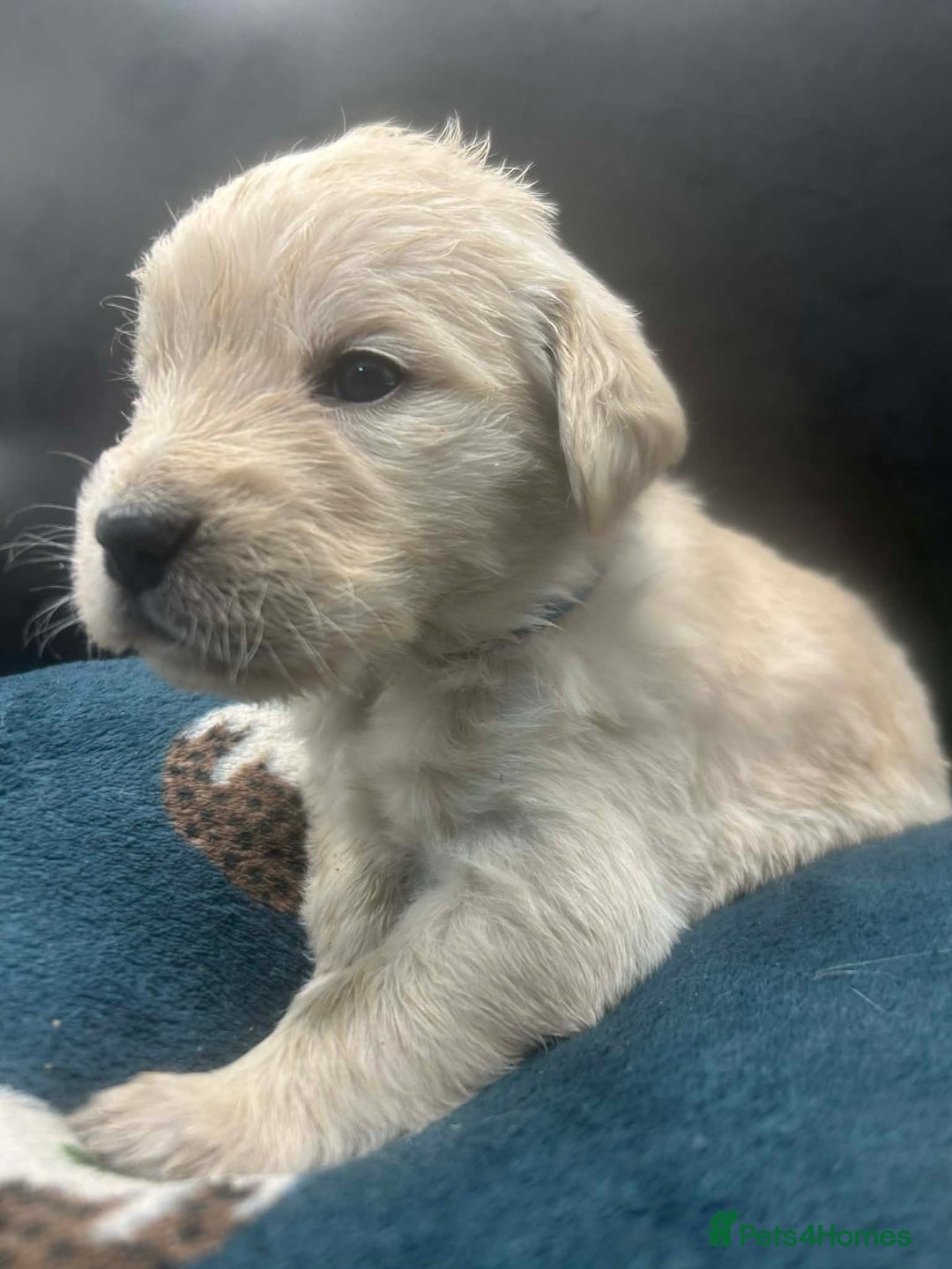 Golden Retriever dogs for sale: Stunning Golden Retrievers. 4 Boys / 4 Girls - Advert 28