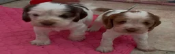 Cocker Spaniel dogs for sale: KC reg twin show spaniels  - Advert 3