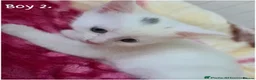 Ragdoll cats for sale: Adorable White Ragdoll Kittens in Eastbourne - Advert 6