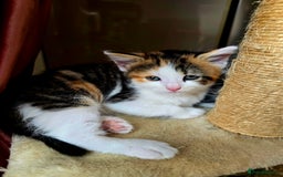 Mixed Breed cats for sale: 6 kittens  - Image 6
