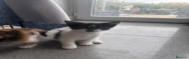 black and white male kitten