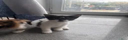 Domestic Shorthair cats for sale: 3 Domestic Kittens  - Advert 3