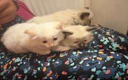 Ragamese cats for sale: Ragamese - Ragdoll x Siamese adorable kittens  - Image 22